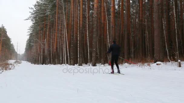 Téli Fenyő Erdő Pálya Mentén Mozgó Síelő — Stock videók