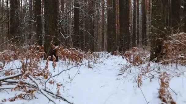 Moviéndose Través Del Bosque Pinos Invierno — Vídeos de Stock