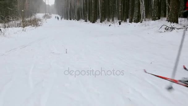 Déplacer Long Piste Ski Dans Forêt — Video