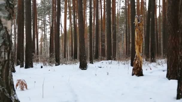 Rör Sig Genom Skogen Vinter — Stockvideo