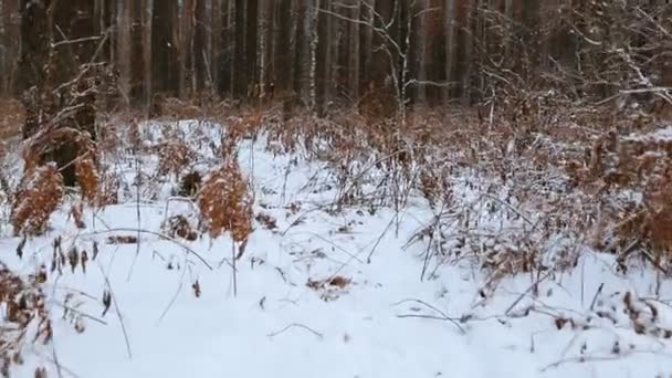 Flytta Genom Vintern Tallskogen — Stockvideo