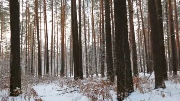 Flytta Genom Vintern Tallskogen — Stockvideo