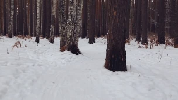 Moverse Por Sendero Bosque Invernal — Vídeos de Stock