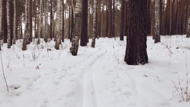 在森林中沿着滑雪跑道移动 — 图库视频影像