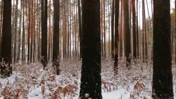 Μετακίνηση Μέσα Από Πευκόδασος Του Χειμώνα — Αρχείο Βίντεο