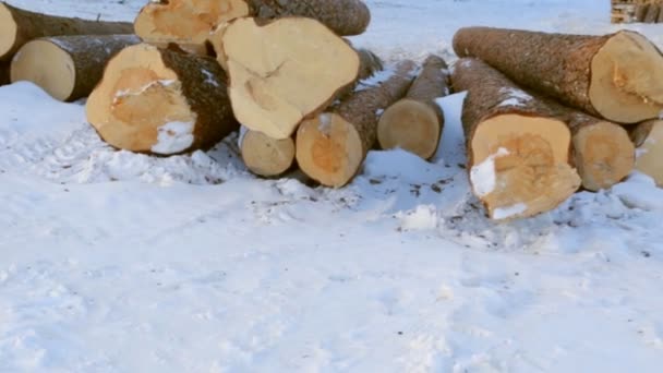 Stapel Von Baumstämmen Auf Schnee — Stockvideo