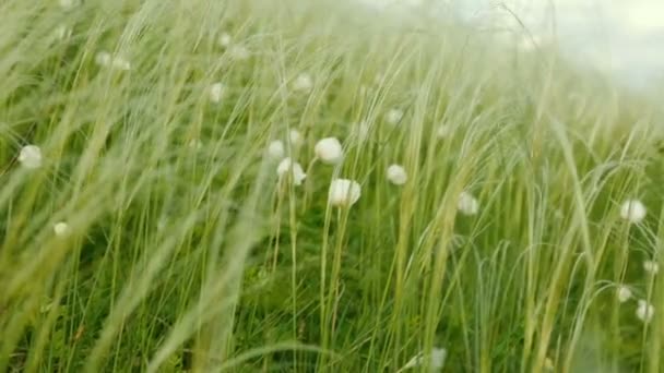 Weiße Blüten Wiegen Sich Sommertag Wind — Stockvideo