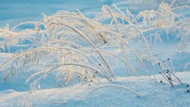 Arbustos Congelados Severa Mañana Invierno — Vídeos de Stock