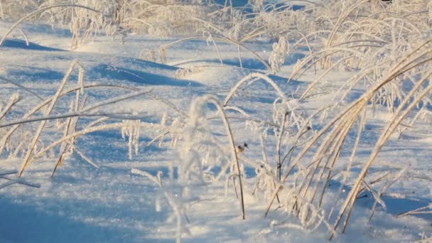 Gefrorene Büsche Einem Strengen Wintermorgen — Stockvideo