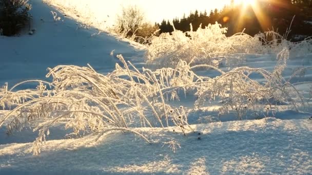 厳しい冬の朝に冷凍の茂み — ストック動画