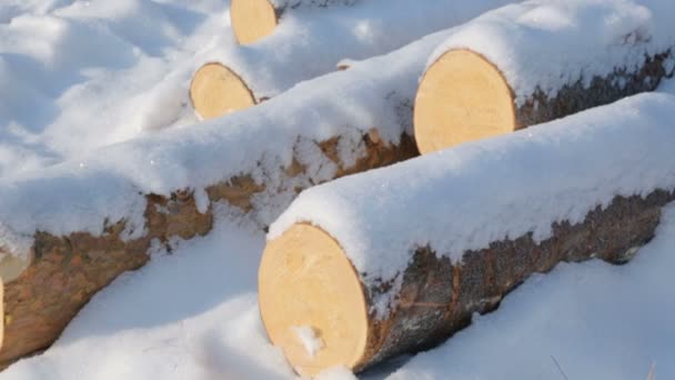 森林积雪的原木堆 — 图库视频影像