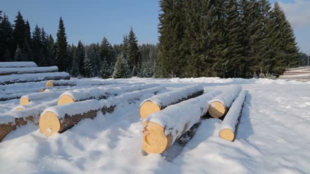森林积雪的原木堆 — 图库视频影像