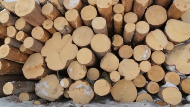 Pile de grumes sur la neige dans la forêt 