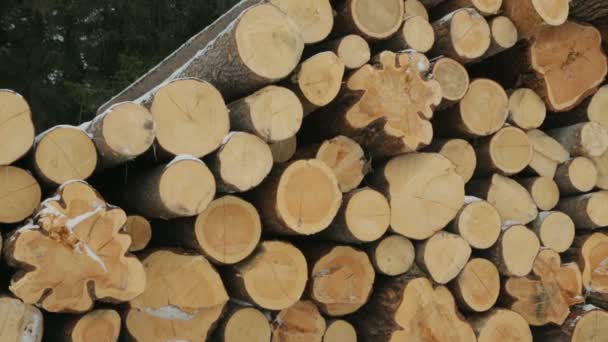 Grote Stapel Van Logs Winter Forest — Stockvideo