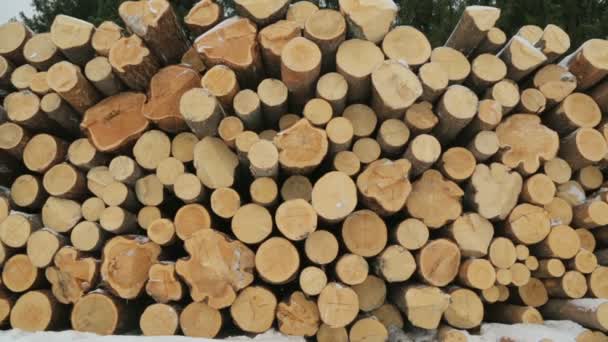 Big Pile Logs Winter Forest — Stock Video