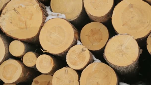 Gros tas de grumes dans la forêt d'hiver 
