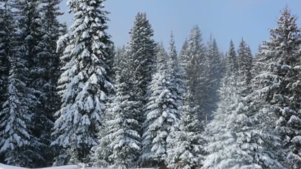 Paisaje Del Bosque Invierno Tiempo Ventoso — Vídeos de Stock