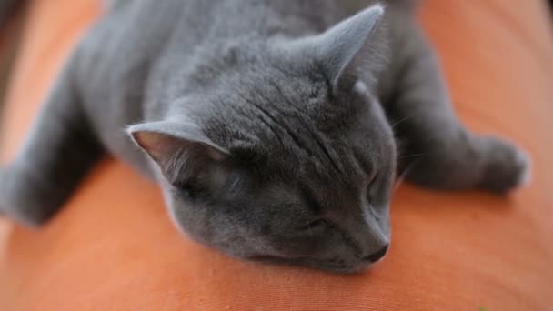 Cat Che Dorme Sul Divano — Video Stock