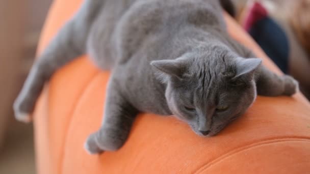 Cat Che Dorme Sul Divano — Video Stock