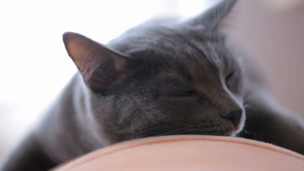 Cat Che Dorme Sul Divano — Video Stock