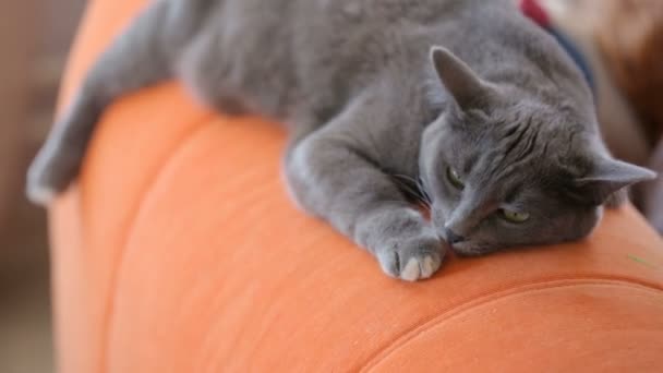 Γάτα Που Κοιμάται Στον Καναπέ — Αρχείο Βίντεο
