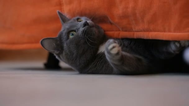 Niño Jugando Con Gato — Vídeo de stock