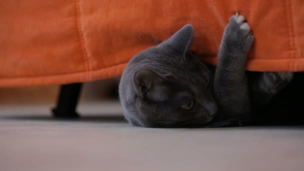 Gatto Sdraiato Sotto Divano — Video Stock