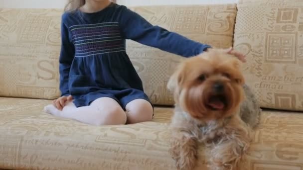 Menina Acariciando Cão Sofá — Vídeo de Stock