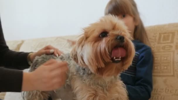 Streichelhund Auf Der Couch — Stockvideo