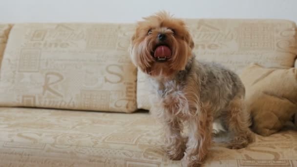 Yorkshire Terrier บนโซฟา — วีดีโอสต็อก