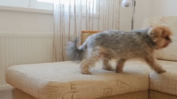 Yorkshire Terrier Auf Couch — Stockvideo