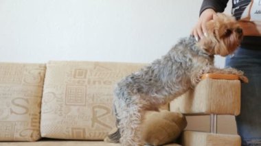 Köpek kanepeye okşayarak