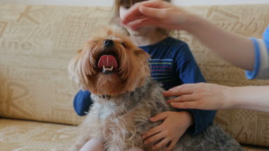 Köpek kanepeye okşayarak