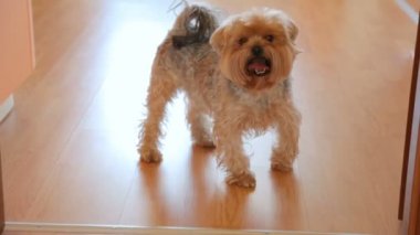 Yorkshire terrier katta yürüyüş
