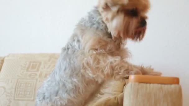 Yorkshire Terrier Auf Couch — Stockvideo
