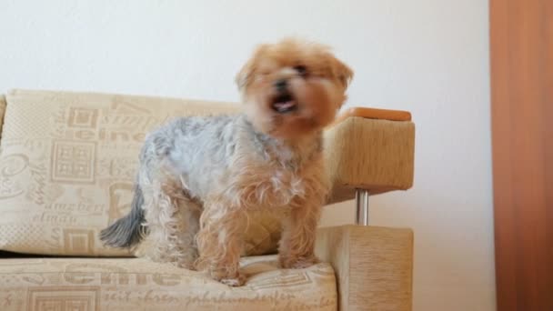 Yorkshire Terrier Sofá — Vídeos de Stock