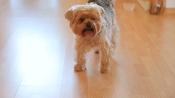 Yorkshire Terrier Playing Cat — Stock Video