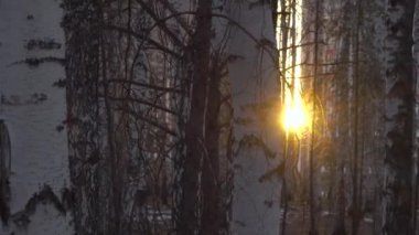 Gün batımında Birch korusu