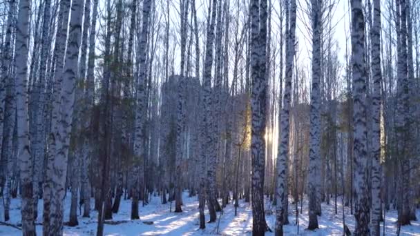 Bosque de abedul en la luz del atardecer — Vídeos de Stock