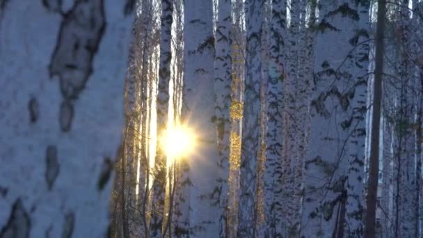 Berkenbos bij zonsondergang licht — Stockvideo