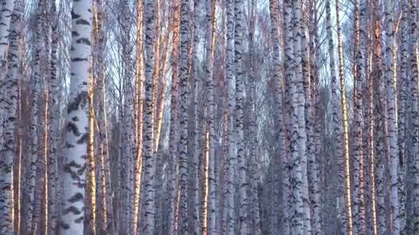 Bosque de abedul en la luz del atardecer — Vídeo de stock