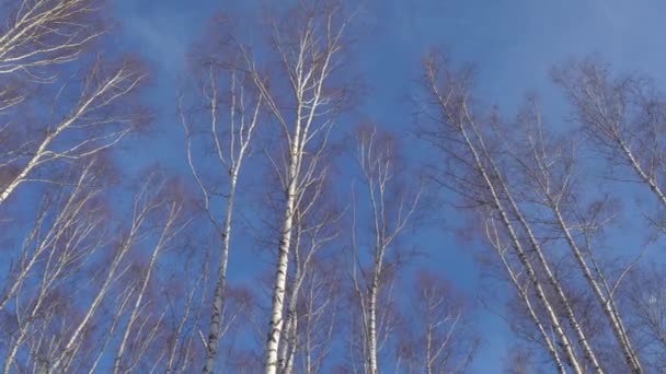 Árvores em um bosque de vidoeiro — Vídeo de Stock