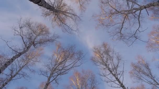 Vršky stromů v břízovém háji — Stock video