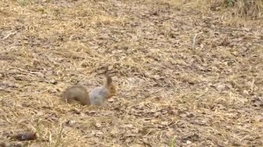 Bahar zamanı ormanda sincap.