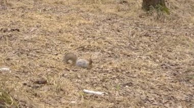 Bahar zamanı ormanda sincap.