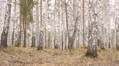 Bahar zamanı huş ağacında sincap.