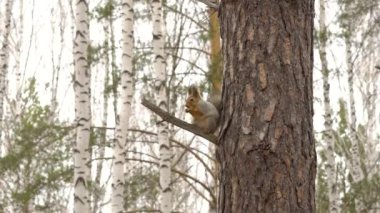 Bahar zamanı huş ağacında sincap.