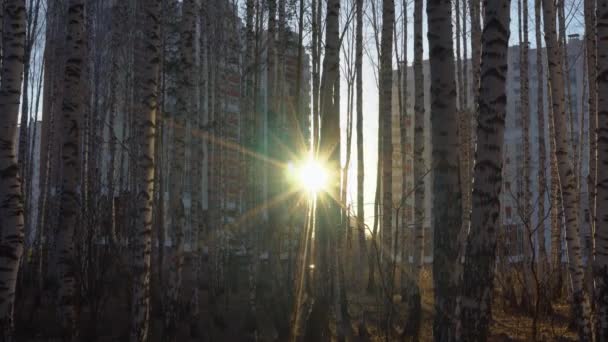 Birch grove in sunset light — Stock Video
