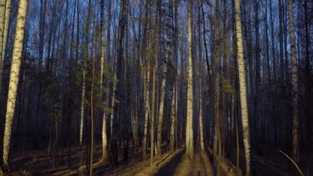 落日下的桦树林 — 图库视频影像