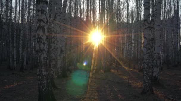 Bosque de abedul en la luz del atardecer — Vídeo de stock